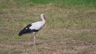 Beyaz bir leylek yürüyor tarlada.