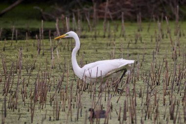 Büyük beyaz balıkçıl bataklıkta yürüyor..