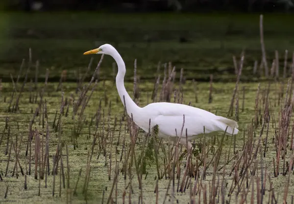 Büyük beyaz balıkçıl bataklıkta yürüyor..