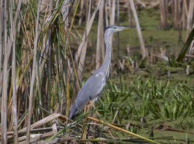 Büyük mavi balıkçıl ardea cinerea