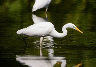 Büyük bir balıkçıl gölde avlanır..