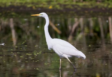 Büyük bir balıkçıl gölde avlanır..