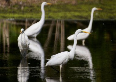 Büyük bir balıkçıl gölde avlanır..