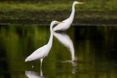 Büyük bir balıkçıl gölde avlanır..