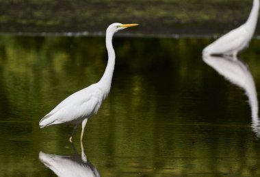Büyük bir balıkçıl gölde avlanır..