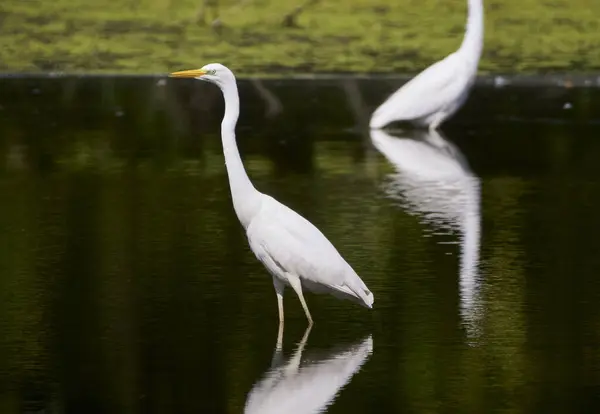 Büyük bir balıkçıl gölde avlanır..