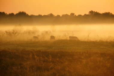 Gölün üzerinde puslu şafak.