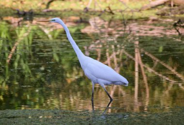 Gölde bir balıkçıl..