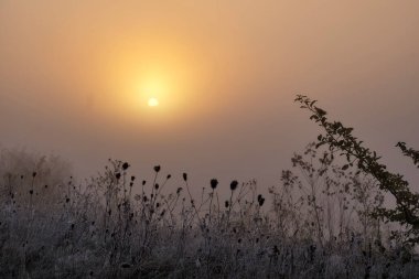 Gölün arkasındaki tarlada sisli şafak.