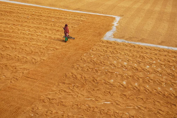 Kadın Habra, Hindistan 'daki pirinç değirmeninde kurumak için altın çeltik uzatıyor..