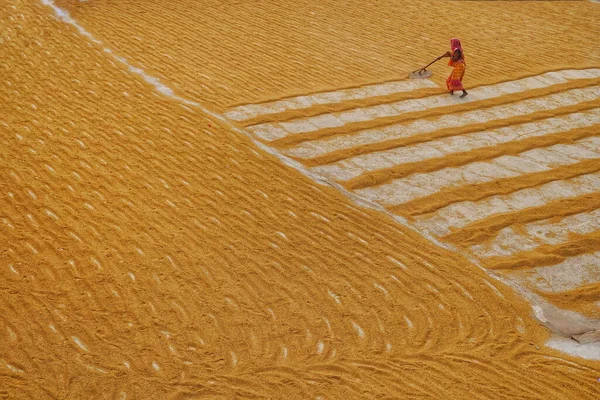 Kadınlar Habra, Hindistan 'daki pirinç değirmeninde kurusun diye altın çeltik tarlasını geriyor ve çekiyor..