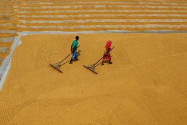 Bir adam ve bir kadın Habra, Hindistan 'daki pirinç değirmeninde kurumak üzere altın çeltik uzatıyor..
