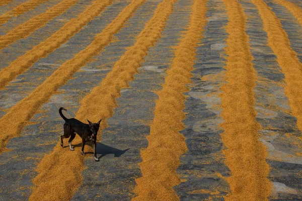 Hindistan, Habra 'daki pirinç değirmeninin altın çeltik hattında bir köpek hareket ediyor..