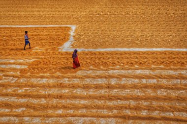 İnsanlar Habra, Hindistan 'daki pirinç değirmeninde altın bir çeltik tarlasında çalışıyorlar..
