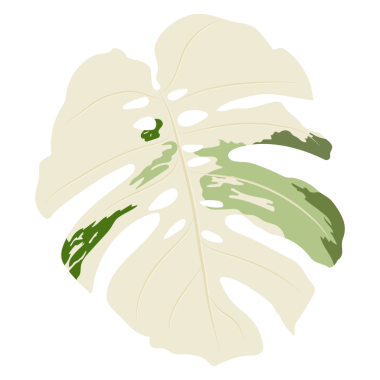 Monstera yapraklarının odak noktası şeffaflık arka planında izole