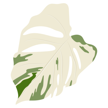 Arka planda izole edilmiş bir Canavar yaprakları