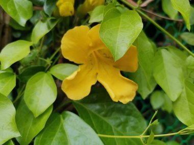 Yeşil yapraklar üzerinde olağanüstü sarı bir çiçek.