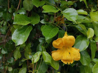 Yeşil yapraklar üzerinde olağanüstü sarı çiçek