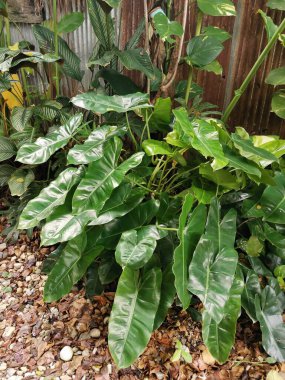 Araceae bitkisi arka planda