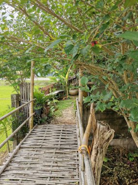 Dut ağacı arkaplanlı bambu yolu