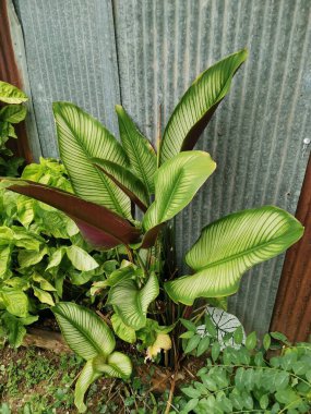 Antika duvar zeminli Calathea Ornata bitkisi