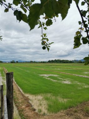 Mavi gökyüzü manzaralı yeşil pirinç tarlası
