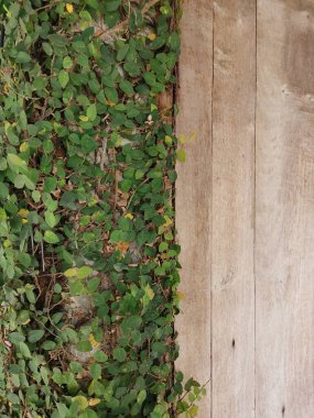 Ficus tövbe eder ya da incir yapraklarına tırmanır ve ahşap arka planda akar.