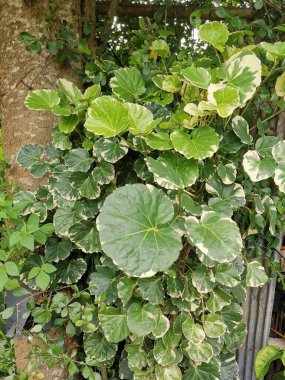 arkaplanda yeşil yaprak bitkisi grubu