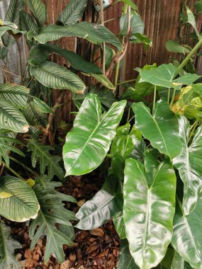 Philodendron erubescens veya Araceae Evergreen bitkisi