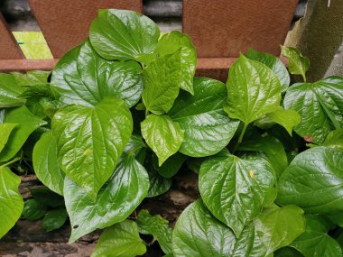 Piper betle veya arka planda Piperaceae bitkisi