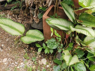 Botanik bahçesi arka planında Scindapsus bitkisi