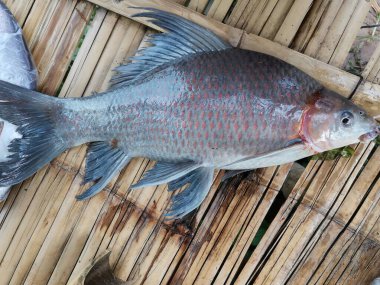 Arka planda Cookind için Morulius balığı