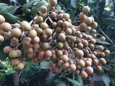 ağaç arka planında longan meyvesi dalı