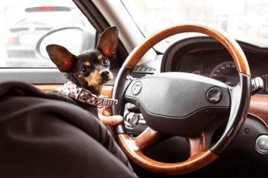 Köpek arabanın içinde, şoförün elinde. Minyatür bir pinscher sahibiyle seyahat eder. Pet araba kullanıyor. Komik kulakları ve ciddi bakışları olan sevimli bir kıskaç.