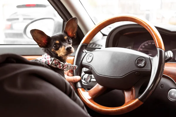 Dog in the car in the hands of the driver. A miniature pinscher travels with its owner. Pet driving a car. Cute pincher with funny ears and a serious look