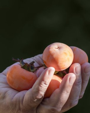 Çiftçiden taze koparılmış hurma meyveleri. Hasat, bahçıvanlık, organik meyve ve sebze yetiştirme.