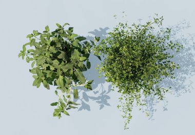 Kekik ve adaçayı, açık mavi arka planda izole edilmiş saksılarda bulunur. Thymus vulgaris ve salvia bitkisi. Üst Manzara. Mutfak otları ve baharatlar yetiştiriyor. Taze baharat, ev yapımı, organik, ekolojik gıda.