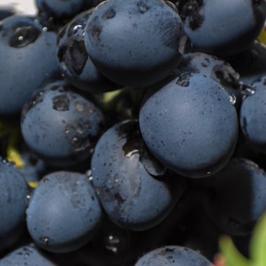 Büyük olgun siyah üzümler ve su damlaları. Kırmızı şarap üzümlerine yakın çekim. Sonbahar hasat detayları, koyu mavi arkaplan, duvar kağıdı