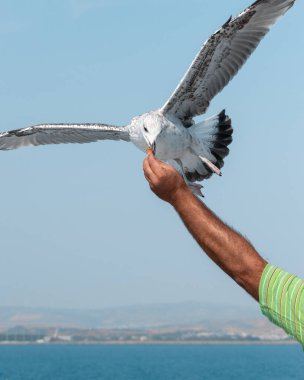 Martı kuşu dikkatlice gezginin elinden yiyecek alır. Yunanistan 'ın Thassos Adası' na giden feribottan martılar besleniyor.