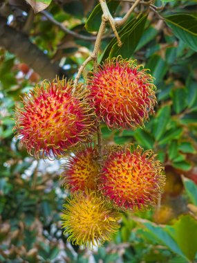 kırmızı sarı bir renkle olgunlaşmaya başlayan rambutan meyvesi hala dalda asılı.