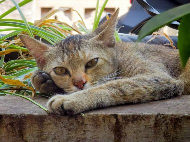 Bahçede dinlenen bir kedi.
