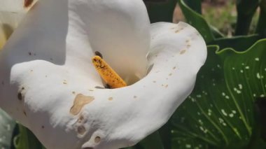 Uçan güzel nektar çiçekleri bahçeye konar