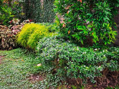 Yeşil ağaçlı bahçe.