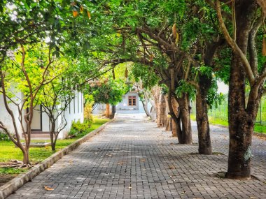 Gölgeli ağaçların gölgelediği bir yol