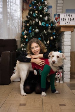 Yetişkin kız ve beyaz köpek evde Noel ağacının önünde oturuyorlar. Bir kadınla köpek arasındaki arkadaşlık. En sevdiği evcil hayvanla mutlu bir kış tatili konsepti.