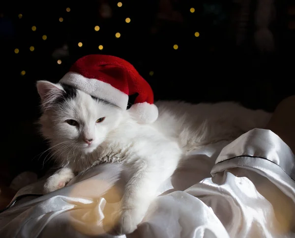サンタの帽子の白い子猫は クリスマスツリーの背景に甘い休息を持っています 最愛のペットのためのお祭り居心地の良い休暇 — ストック写真