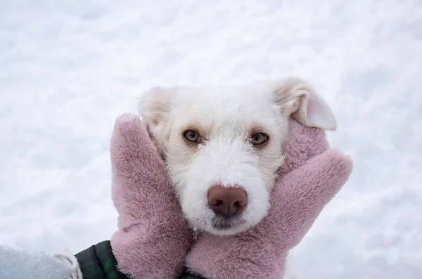 White muzzle of a stray dog in the palms of a human hand in fluffy mittens in winter outdoors. Pet love. Friendship of people and animals. Support and care for dogs in the winter cold season