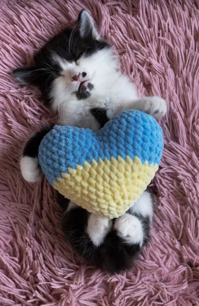 白色和黑色的小猫躺在粉色柔软的枕头上睡觉 用爪子握住黄蓝色针织的心 其余的家猫 舒适的宠物童年 支持乌克兰 乌克兰人的和平 — 图库照片