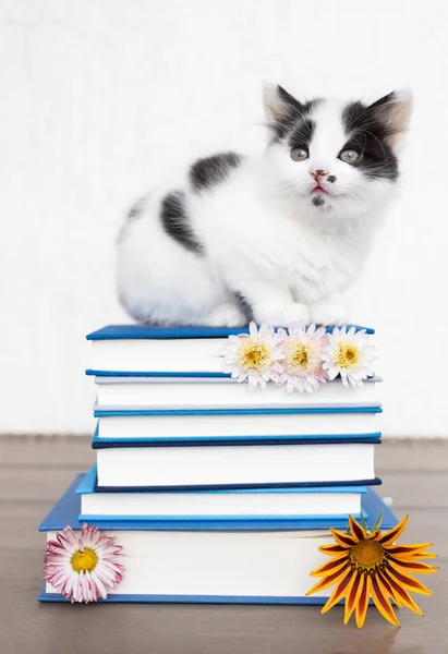 stock image domestic white and black kitten sits on a stack of books. Curious fluffy pet. the concept of education and motivation for knowledge. book day