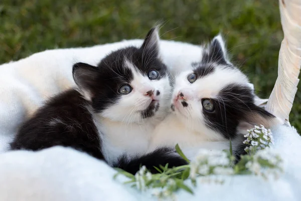 两只长着一双大眼睛的可爱的黑白家猫从柳条筐里感兴趣地看着 喜爱的宠物在大自然中散步 世界猫和宠物日 — 图库照片
